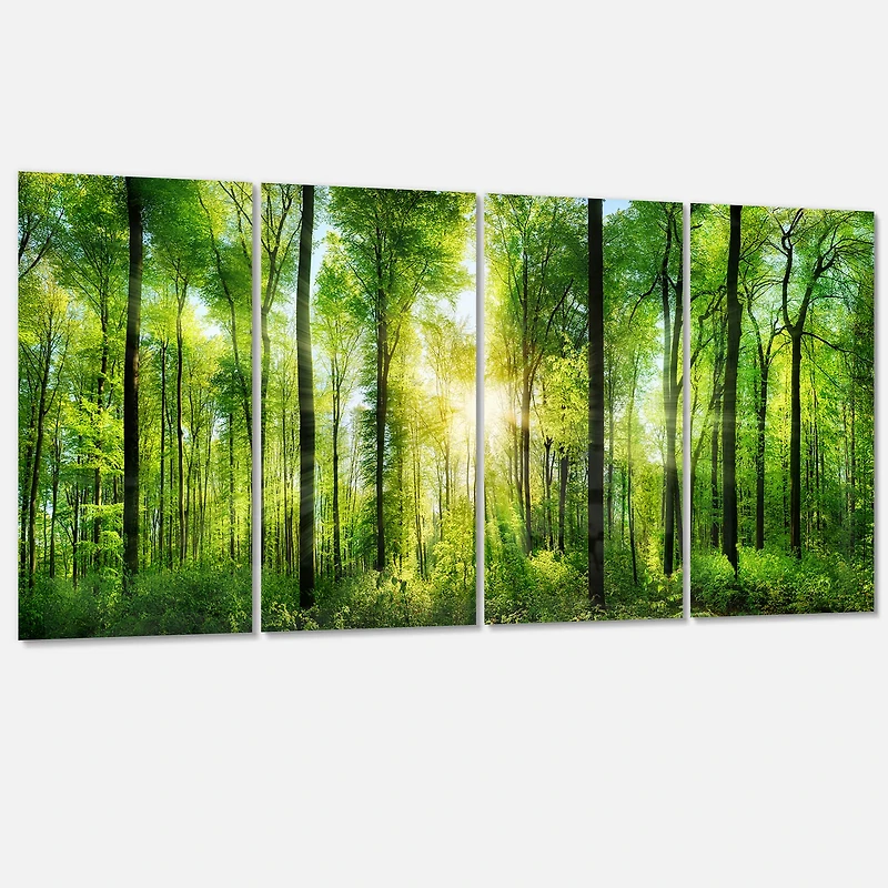 Designart - Forest with Rays of Sun Panorama