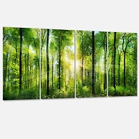 Designart - Forest with Rays of Sun Panorama