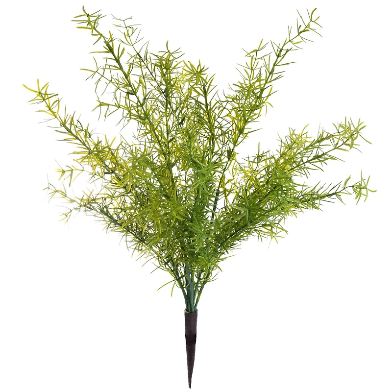 Springeri Bush by Ashland®