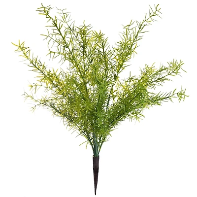 Springeri Bush by Ashland®
