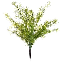 Springeri Bush by Ashland®