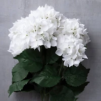White Hydrangea Bush by Ashland®