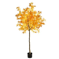 6ft. Potted Yellow Autumn Maple Tree