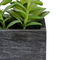 23" Mixed Succulent Plants in Rectangular Planter