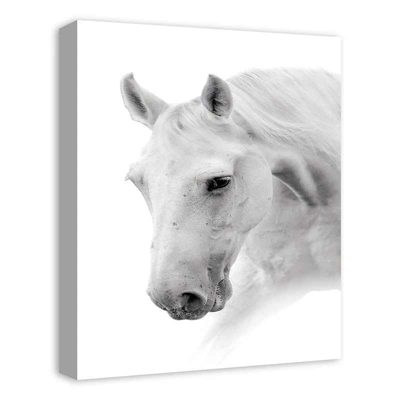 Black And White Horse 16" x 20" Canvas Wall Art