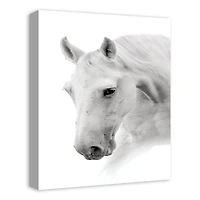 Black And White Horse 16" x 20" Canvas Wall Art