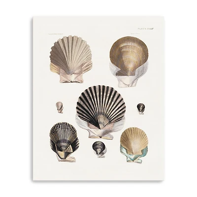Vintage Shell I Canvas Giclee
