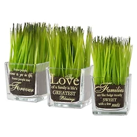 3-Piece Square Sprout-Filled Glass Assortment