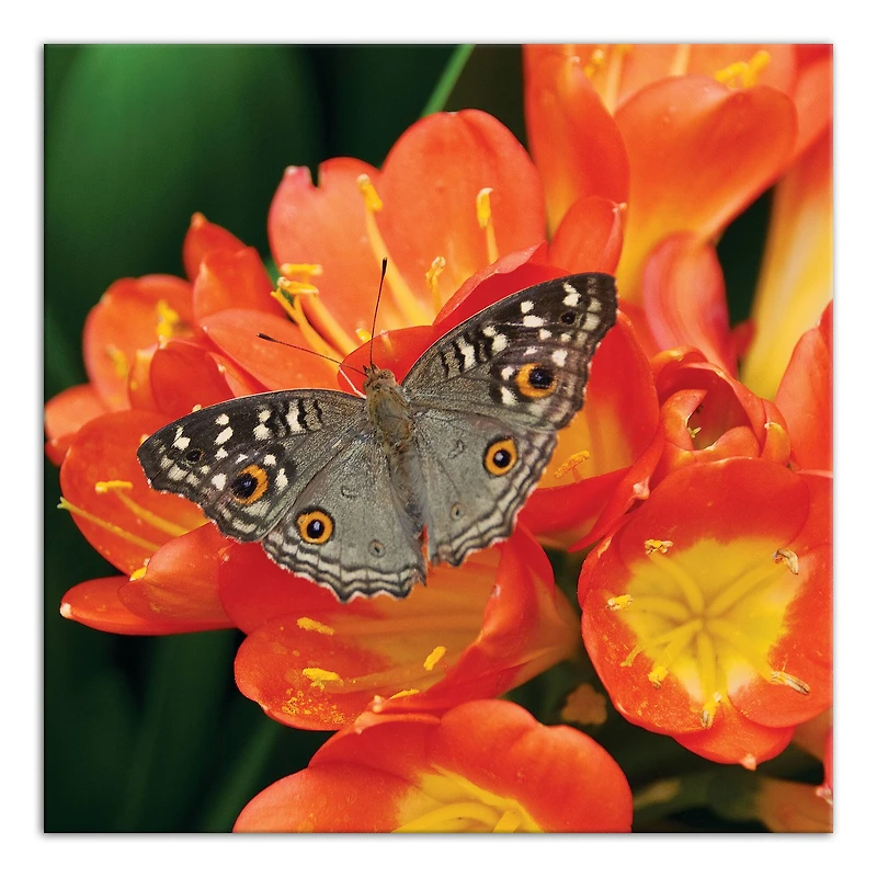 Butterfly On Orange Flower 24" x 24" Canvas Wall Art