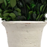 Hello Honey® 17'' Boxwood Cone Topiary in White Clay Pot