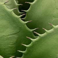 Hello Honey® Faux Agave Plant in Plastic Pot, Green