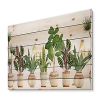 Designart - Trio of Houseplants Sanseviera Snake Plant