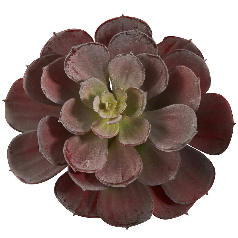 Burgundy Echeveria Succulent Pick, 12ct.
