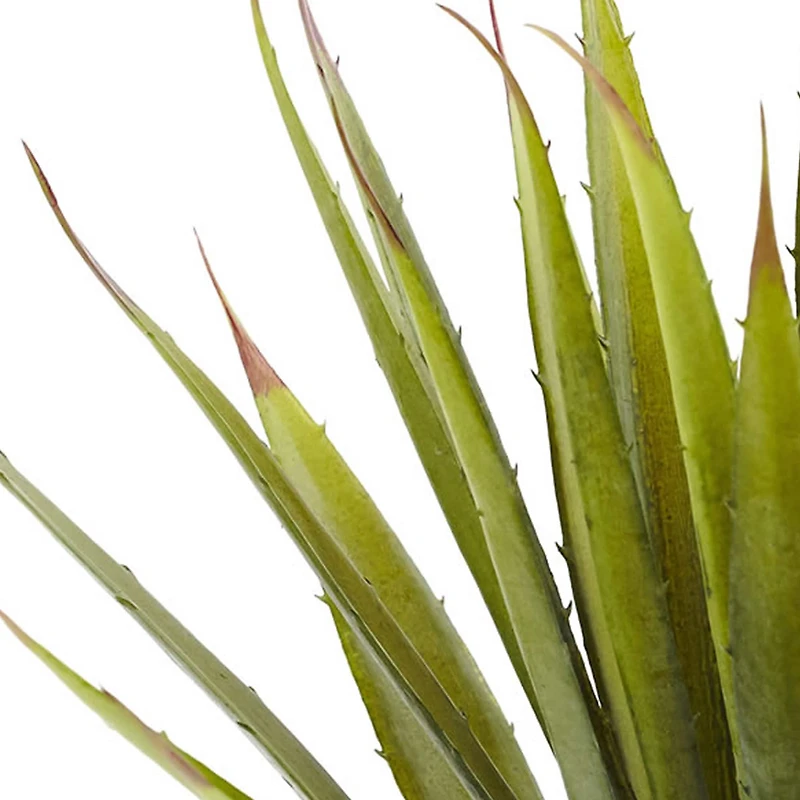 Green Spiky Agave Succulent, 2ct.