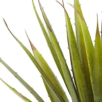 Green Spiky Agave Succulent, 2ct.