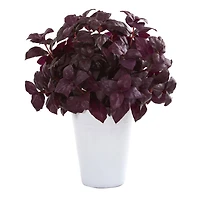 14" Basil Plant in White Planter