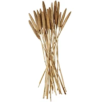 Dried Plant Bunny Tail Natural Foliage with Long Stems