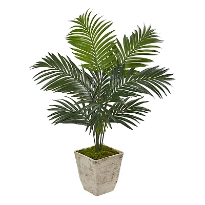 4ft. Kentia Palm Tree in Country White Planter