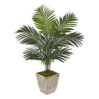 4ft. Kentia Palm Tree in Country White Planter