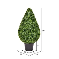 3ft. Potted Boxwood Teardrop Shaped Bush