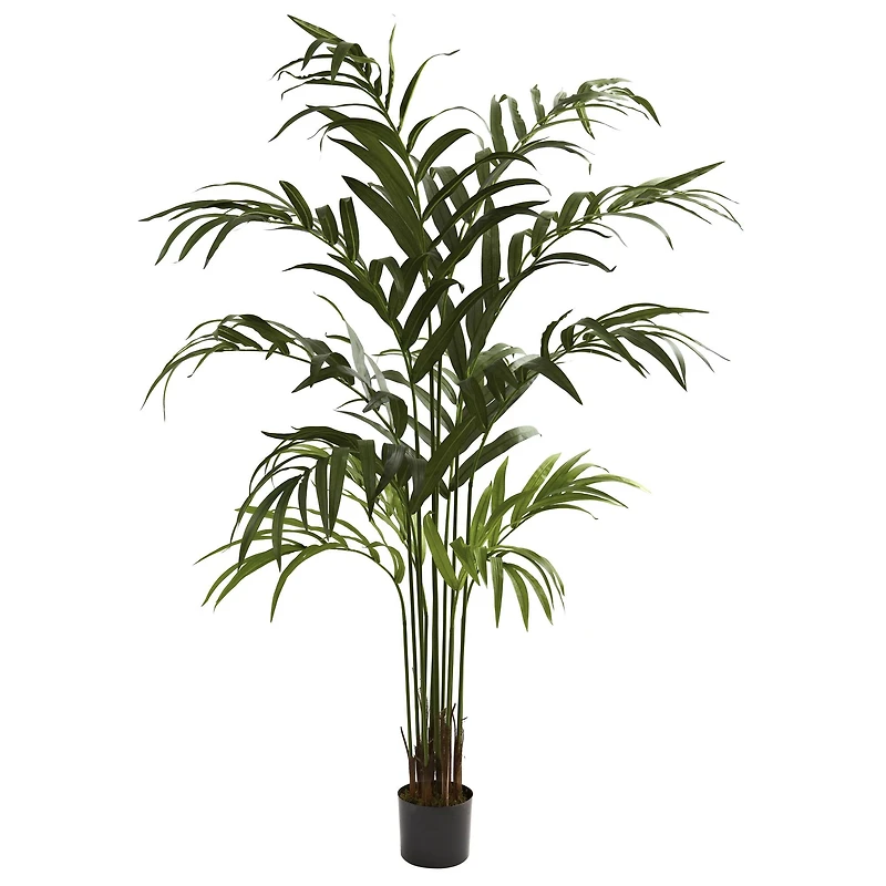 6ft. Potted Kentia Palm Tree