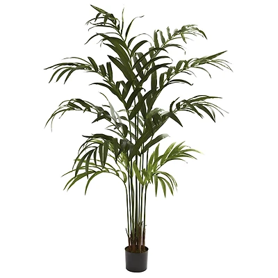 6ft. Potted Kentia Palm Tree