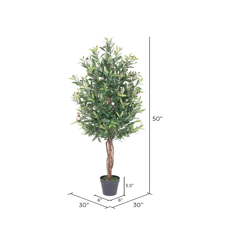 4ft. Potted Olive Tree