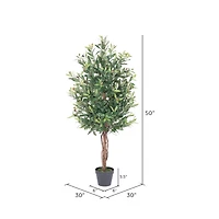 4ft. Potted Olive Tree