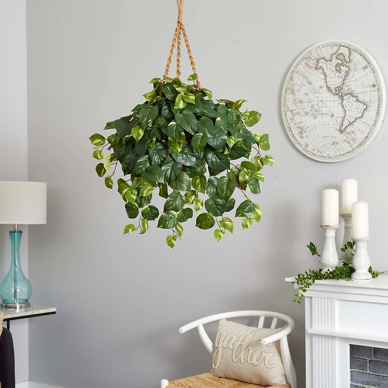 2ft. Pothos In Hanging Basket