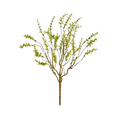 Mini Eucalyptus Bush