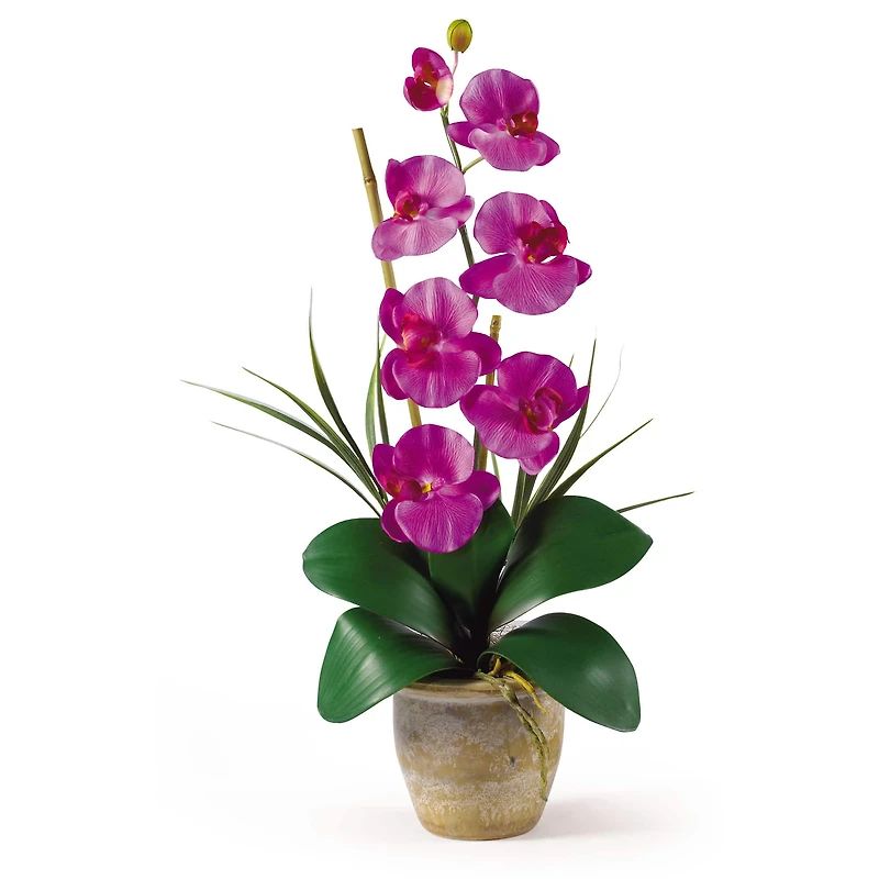 21" Moth Orchid Arrangement in Ceramic Pot