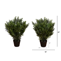 2ft. Potted UV Resistant Cedar Bushes, 2ct.