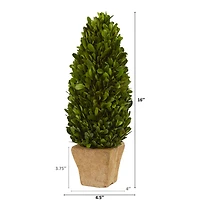 16in. Boxwood Cone in Tan Planter