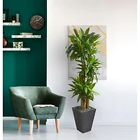 5.5ft. Cornstalk Dracaena Tree In Slate Planter