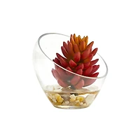 7" Succulent Plants in Slanted Glass Vase Set