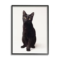Stupell Industries Cute Black Cat Expressive Eyes Pet Portrait in Black Frame Wall Art