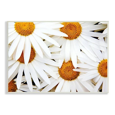 Stupell Industries Blooming Daisy Florals White Petals Flower Field Photography Wall Plaque