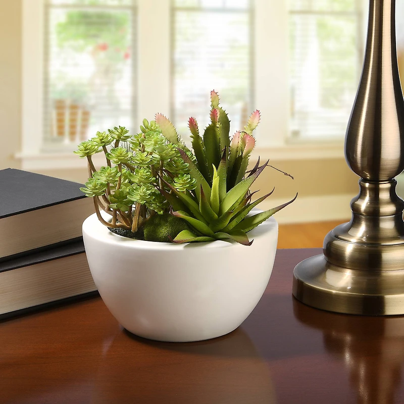 7.5" Succulent Plants in White Planter