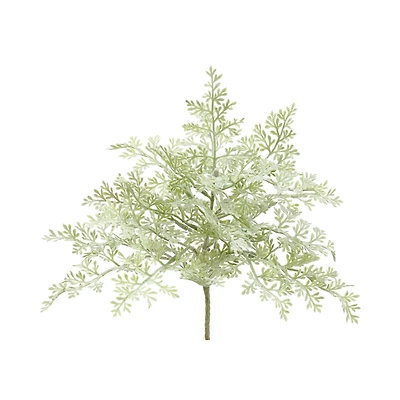 Green Dusty Miller Bush 