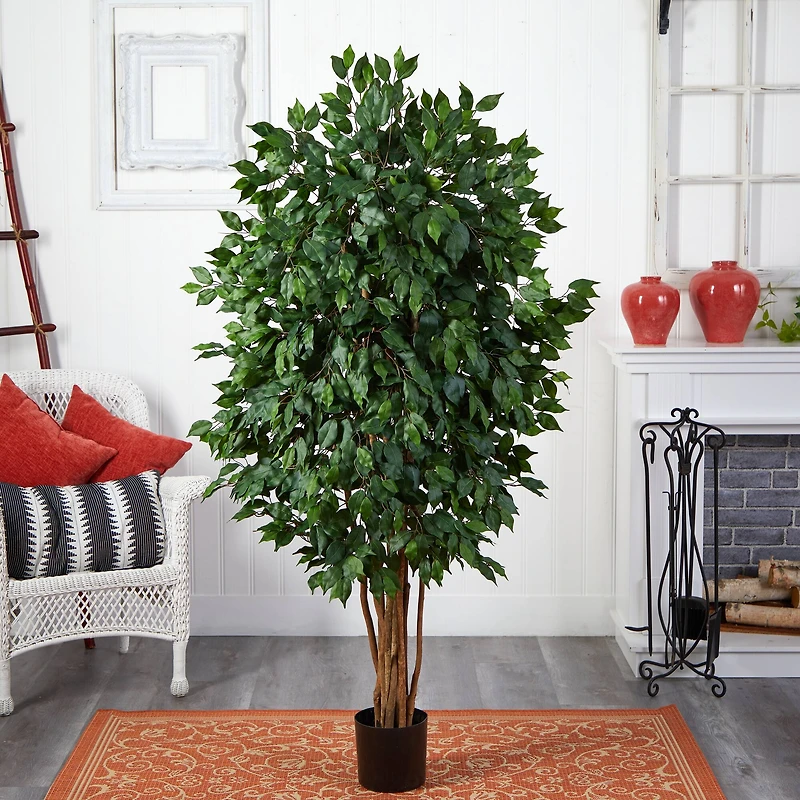 5.5ft. Potted Ficus Tree