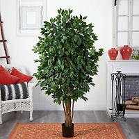 5.5ft. Potted Ficus Tree