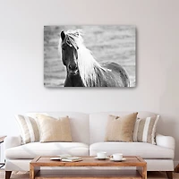 Islandic Horse Canvas Giclee