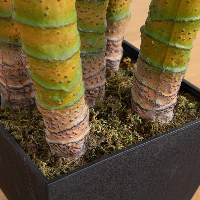 9.5ft. Potted Giant 5 Stalk Areca Palm Tree