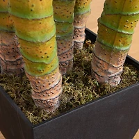 9.5ft. Potted Giant 5 Stalk Areca Palm Tree