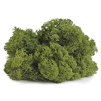 SuperMoss® Basil Reindeer Moss