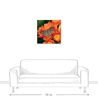 Butterfly On Orange Flower 24" x 24" Canvas Wall Art