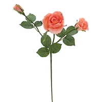 6 Pack: Rose Spray by Ashland