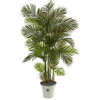 6ft. Areca Palm Tree in White Planter