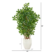 4.5ft. Black Olive Tree in White Planter