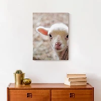 Baby Lamb 12" x 16" Canvas Wall Art